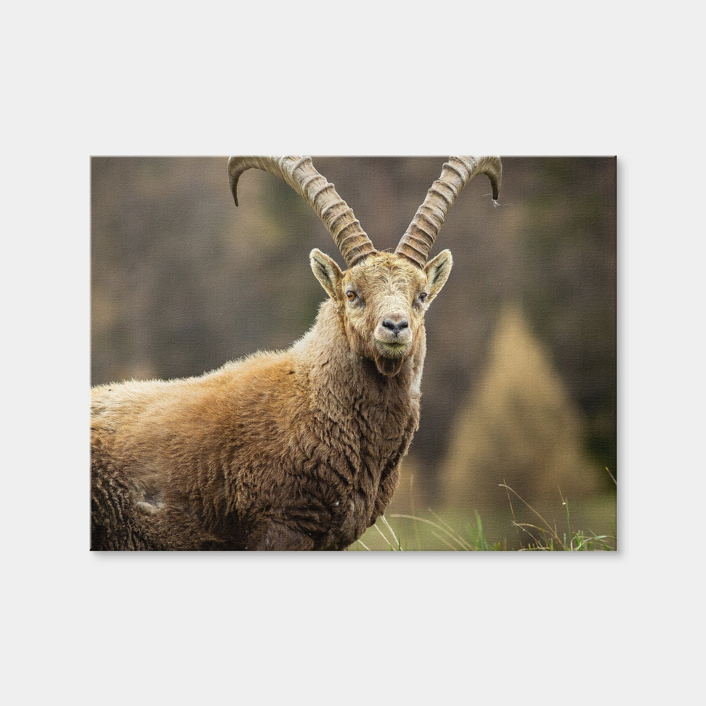 AUTO-MOCKUP WHITE | Face a Face | 1 Piece | Gallery Wrap Canvas | group=4x3
