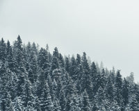 Fading Pines Wall Art