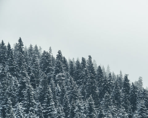 Fading Pines Wall Art