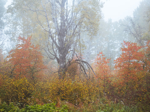 Fall Colors in Northern BC 1 Wall Art