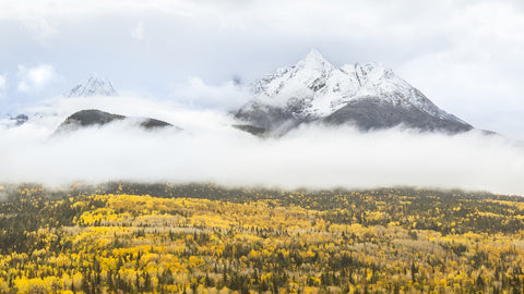 Fall Colors in Northern BC 8 Wall Art
