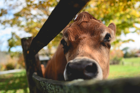 Farm Life Wall Art
