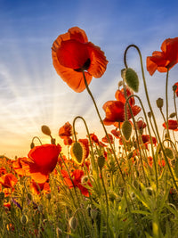 Fascinating poppies Wall Art