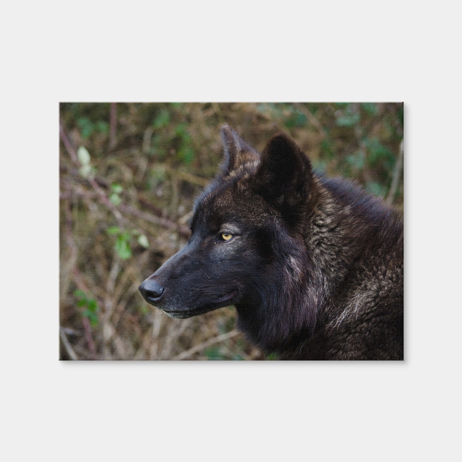 AUTO-MOCKUP WHITE | Female Black Wolf | 1 Piece | Gallery Wrap Canvas | group=4x3