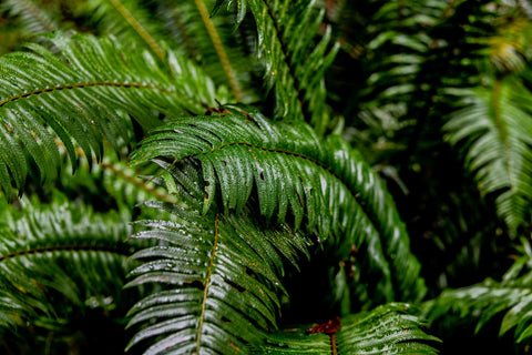 Ferns Wall Art
