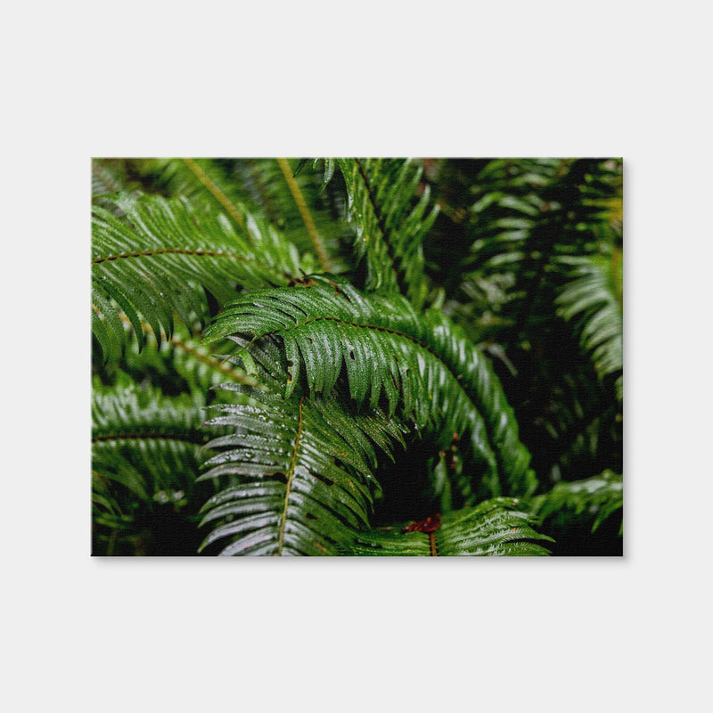 AUTO-MOCKUP WHITE | Ferns | 1 Piece | Gallery Wrap Canvas | group=4x3