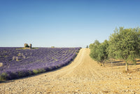 Fields In Provence Wall Art
