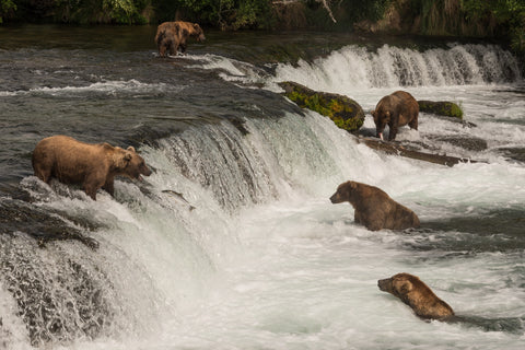 Five bears salmon fishing Wall Art