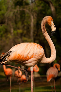 Flamingo acrobat Wall Art