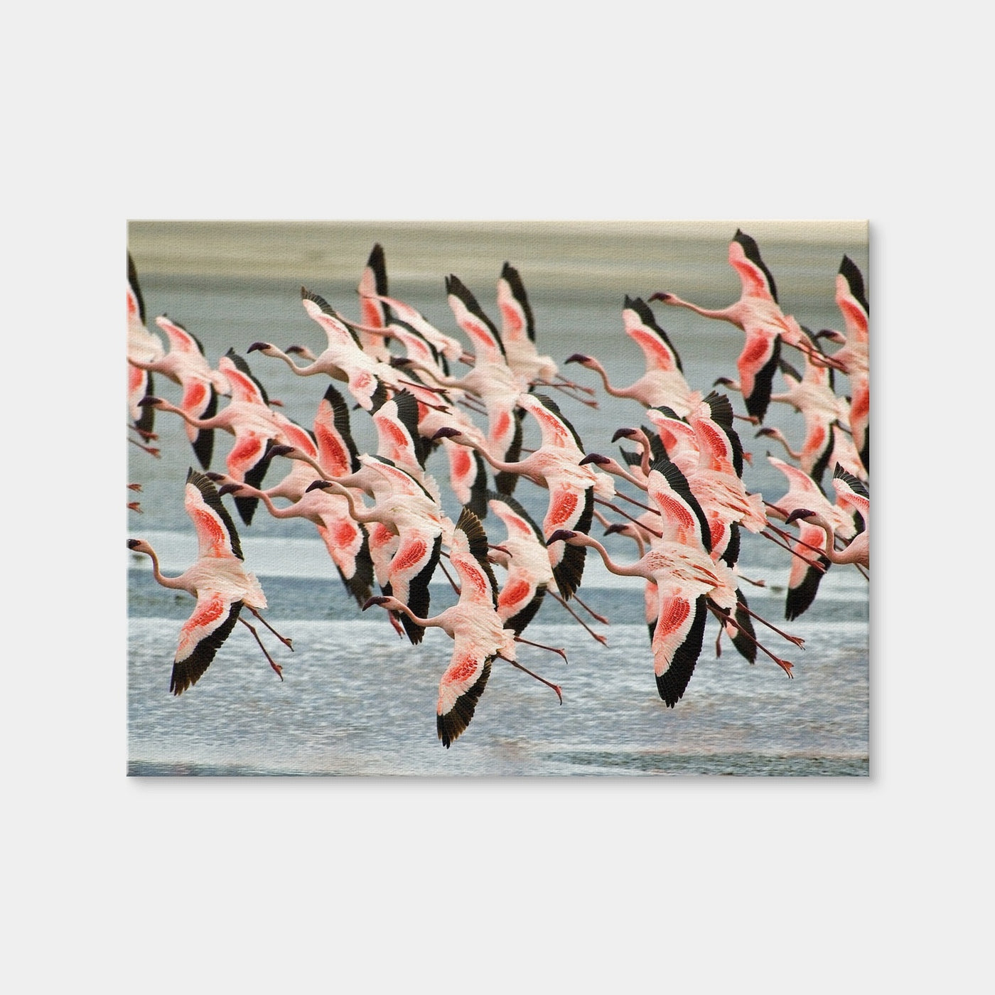 AUTO-MOCKUP WHITE | Flamingo's in Tanzania | 1 Piece | Gallery Wrap Canvas | group=4x3