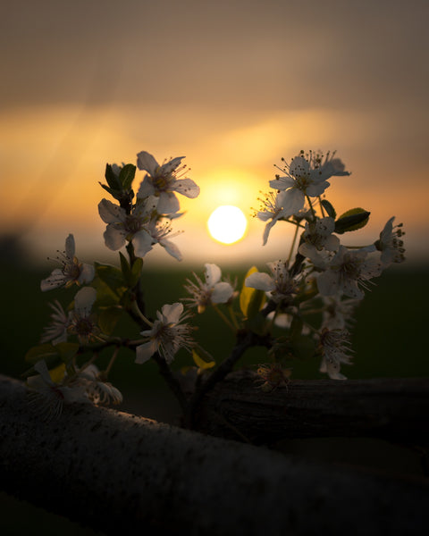Floral Sunset Wall Art