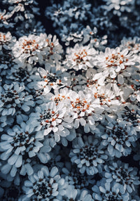 Flores Wall Art