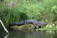 Florida Alligator - Silver Springs State Park Wall Art