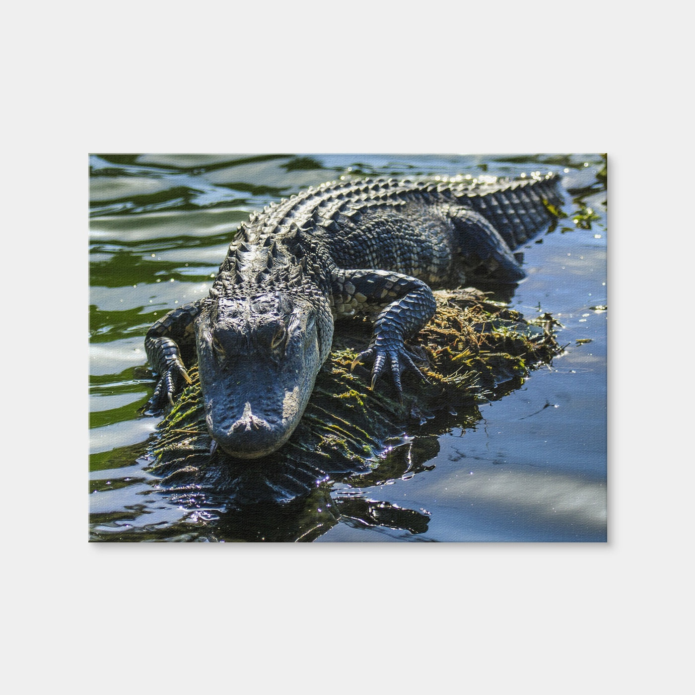 AUTO-MOCKUP WHITE | Florida Alligator | 1 Piece | Gallery Wrap Canvas | group=4x3
