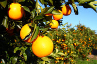 Florida Oranges Wall Art