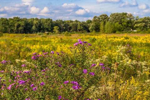 Flowering prairie at Middlefork Savanna Wall Art