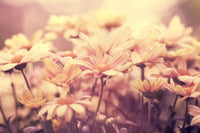 Flowers at Sunset Wall Art