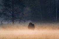 Foggy Morning Wall Art