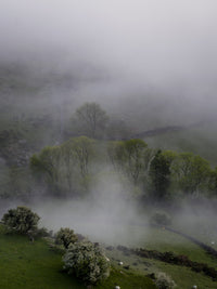 Foggy Trees Wall Art