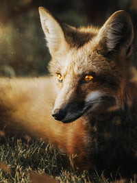 Fox Wall Art