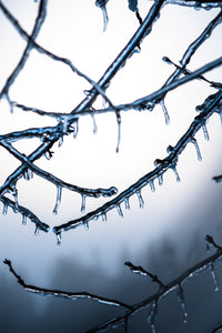 Frozen Virginia Wall Art