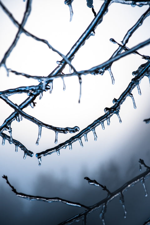 Frozen Virginia Wall Art