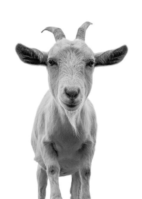 Funny Goat Wall Art