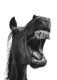 Funny Horse Wall Art