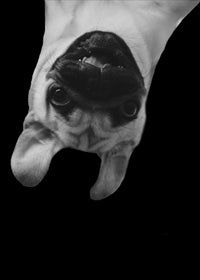Funny Pug Dog Wall Art