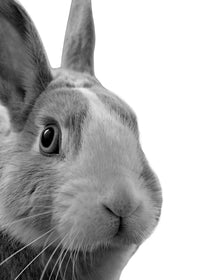 Funny Rabbit Wall Art