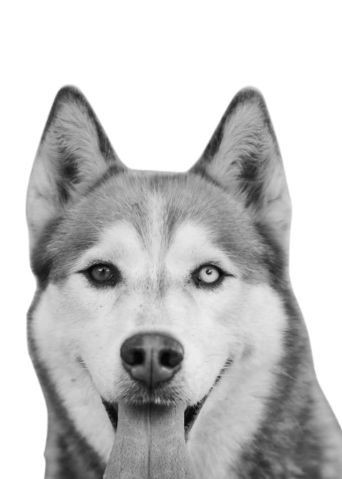 Funny Siberian Husky Wall Art