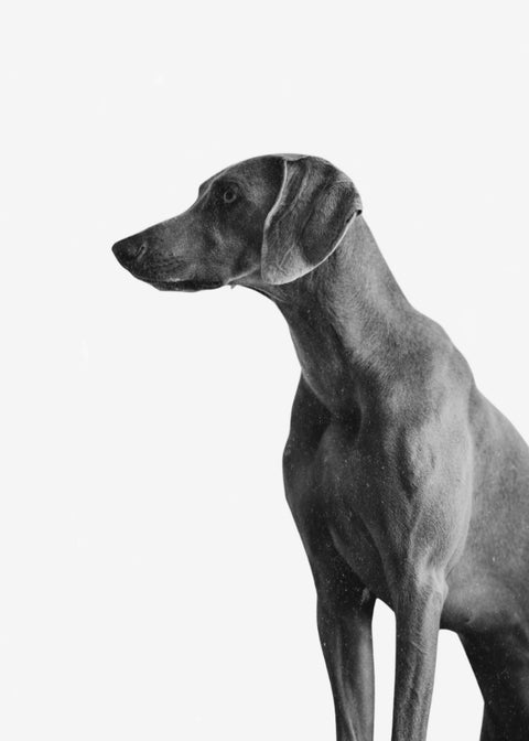 Gazing Dog Wall Art
