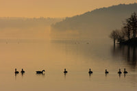 Geese on Lake Degray Wall Art