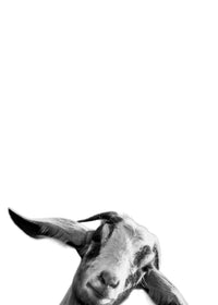 Goat Wall Art