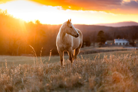 Golden Horse Wall Art