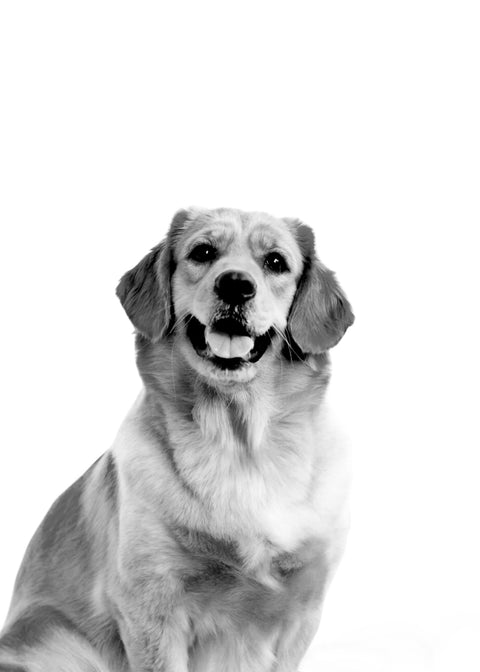 Golden Retriever Wall Art