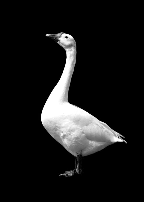 Goose Wall Art