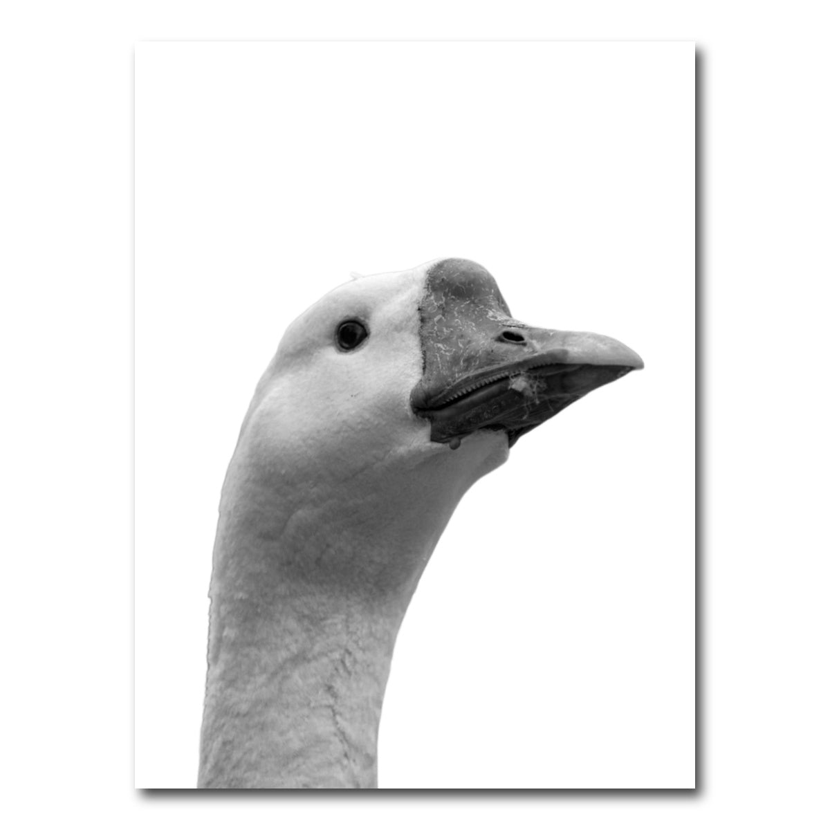 AUTO-MOCKUP WHITE | Goose Head | 1 Piece | Gallery Wrap Canvas | group=3x4