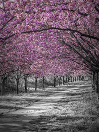 Gorgeous cherry blossom alley in pink Wall Art