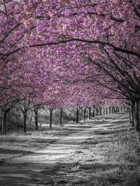 Gorgeous cherry blossom alley in pink Wall Art