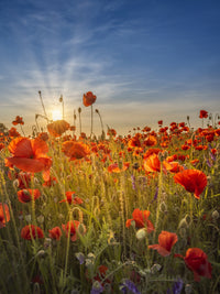 Gorgeous sunset in a poppy field Wall Art