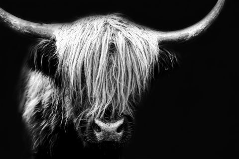 Grayscale Highland Cow Wall Art