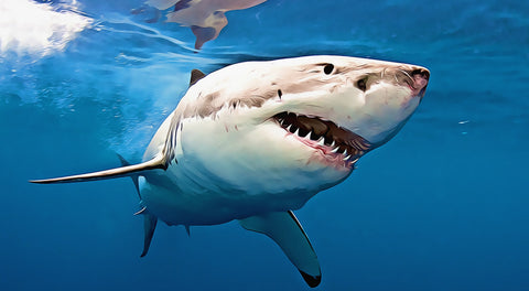 Great White Shark Wall Art
