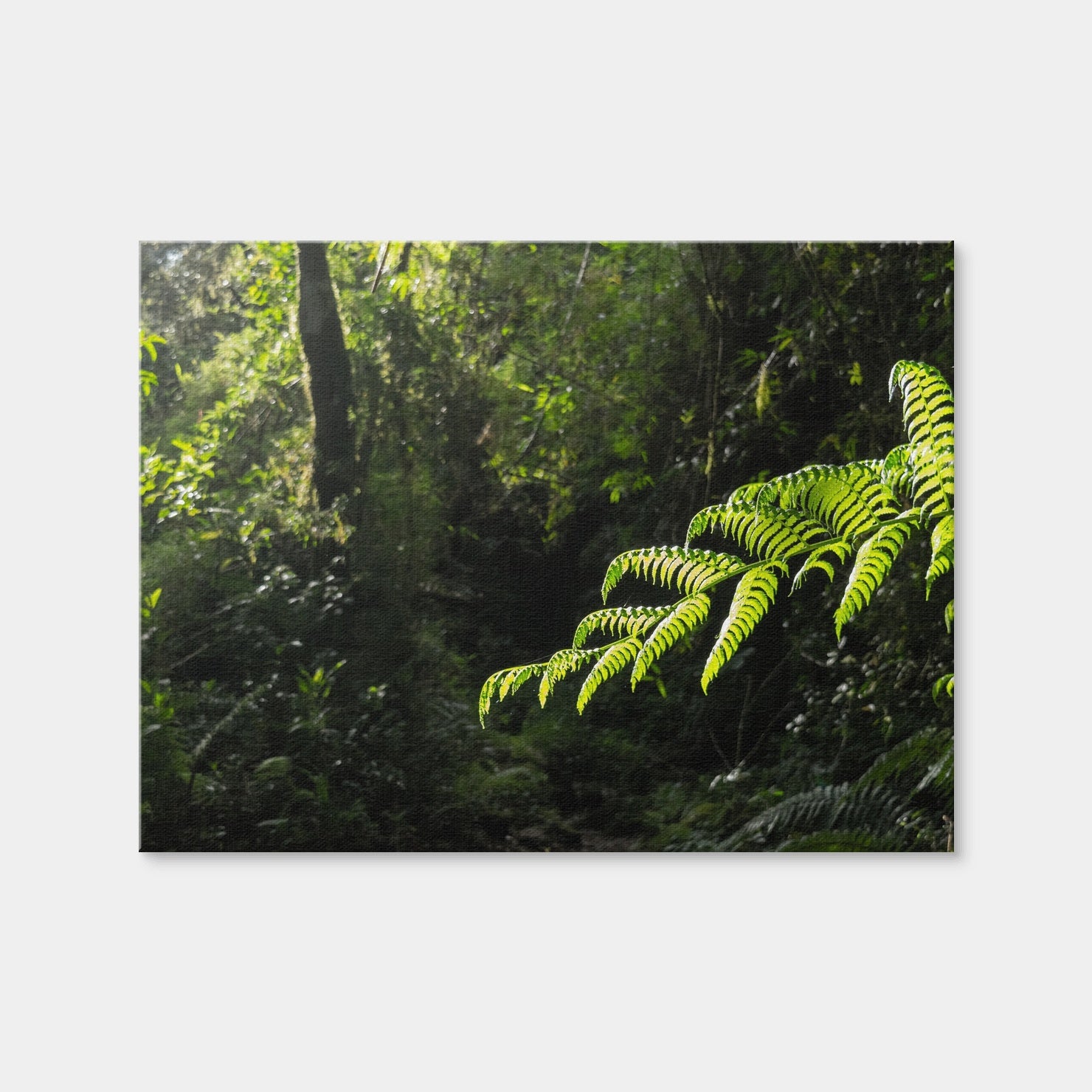 AUTO-MOCKUP WHITE | Green Samambaia | 1 Piece | Gallery Wrap Canvas | group=4x3