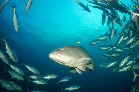 Grouper - Sea of Cortez Wall Art