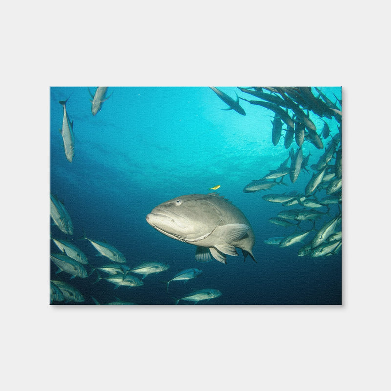 AUTO-MOCKUP WHITE | Grouper - Sea of Cortez | 1 Piece | Gallery Wrap Canvas | group=4x3