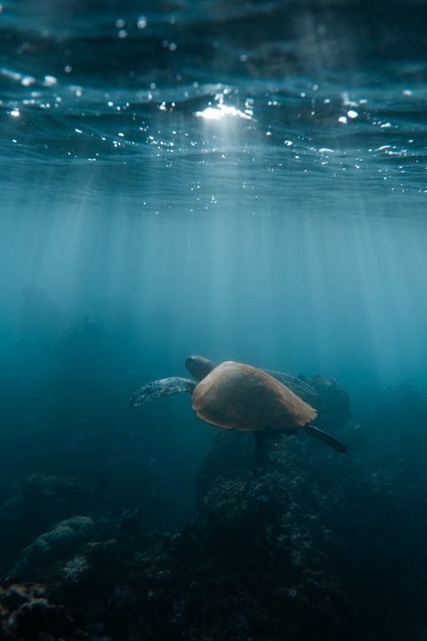 Hawaii Turtle Wall Art