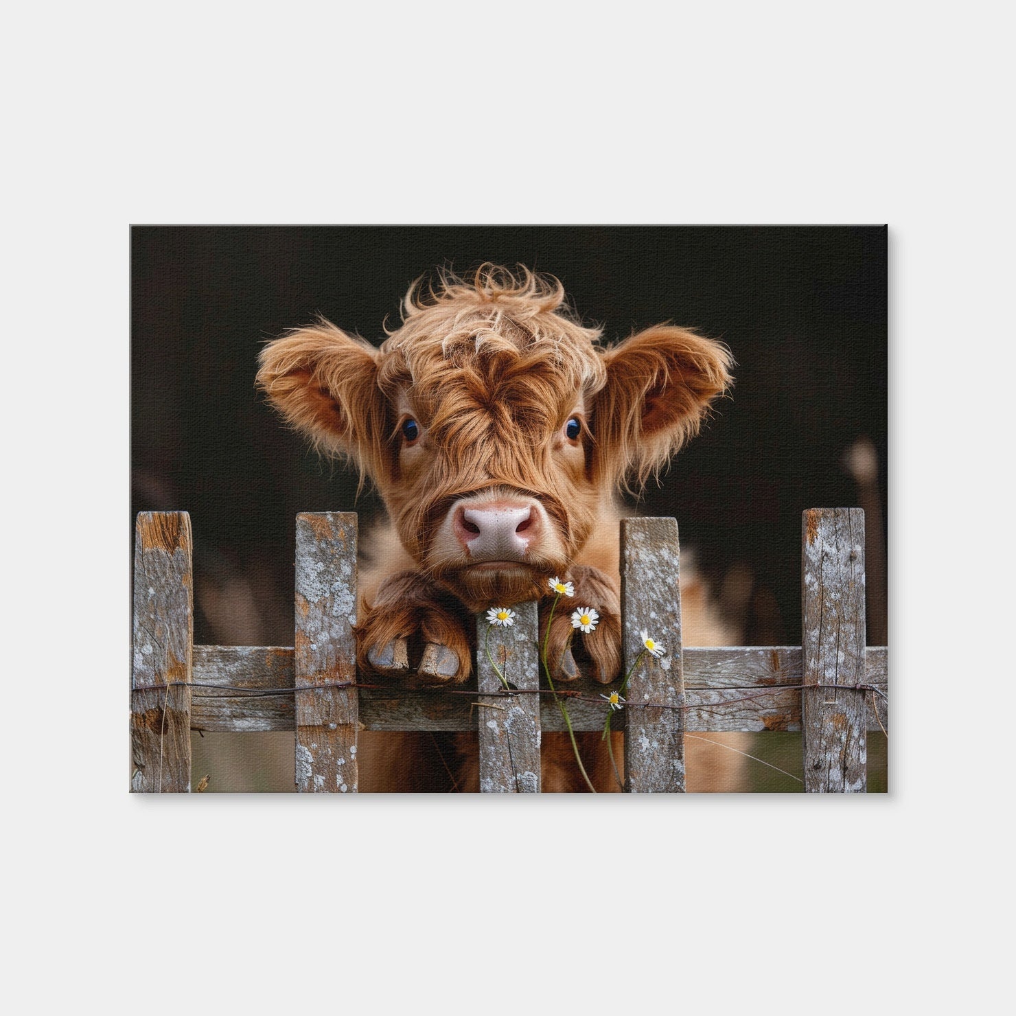AUTO-MOCKUP WHITE | Highland Baby Calf | 1 Piece | Gallery Wrap Canvas | group=4x3