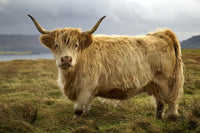 Highland Cow - Countryside Wall Art