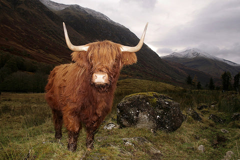 Highland cow in Glen Coe Wall Art